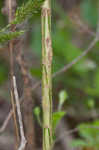 Scotch broom